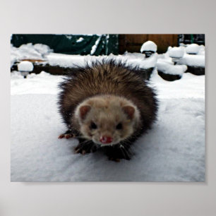 Fuzzy The Great Poster