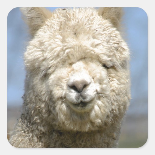 Fuzzy White Alpaca Face Square Sticker (Front)