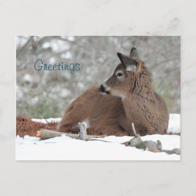 Fuzzy White Tailed Deer Fawn /Greetings Postcard (Front)