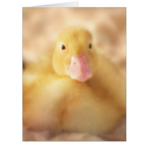 Fuzzy Yellow Duck Easter Baby Duckling