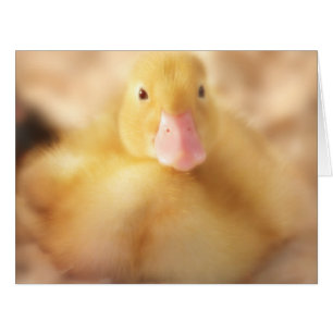 Fuzzy Yellow Duck Easter Baby Duckling