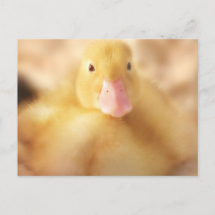 Fuzzy Yellow Duck Easter Baby Duckling Holiday Postcard
