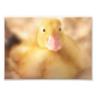 Fuzzy Yellow Duck Easter Baby Duckling Photo Print