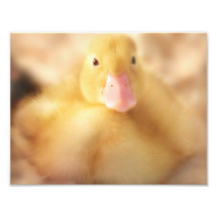 Fuzzy Yellow Duck Easter Baby Duckling Photo Print
