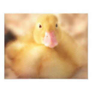 Fuzzy Yellow Duck Easter Baby Duckling Photo Print