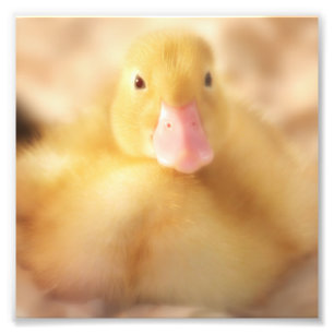 Fuzzy Yellow Duck Easter Baby Duckling Photo Print