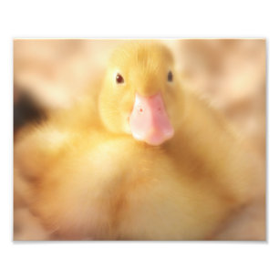 Fuzzy Yellow Duck Easter Baby Duckling Photo Print