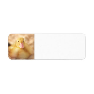 Fuzzy Yellow Duck Easter Baby Duckling Return Address Label