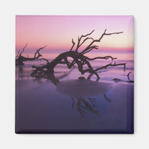 GA Jekyll Island, Tree graveyard on  beach at Magnet