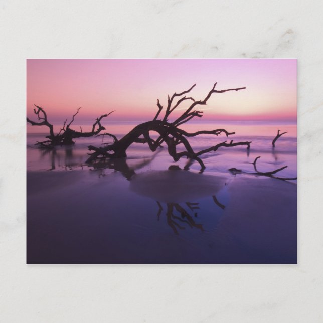 GA Jekyll Island, Tree graveyard on  beach at Postcard (Front)