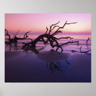 GA Jekyll Island, Tree graveyard on beach at Poster