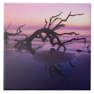 GA Jekyll Island, Tree graveyard on beach at Tile