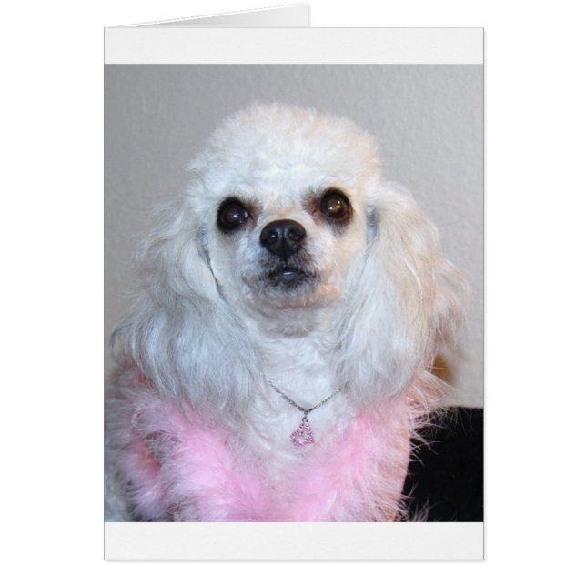 Gabby white poodle fancy dressed in Pink (Front)