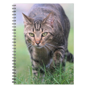 Gabe notebook