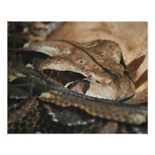 Gaboon Viper Closeup Photo Print