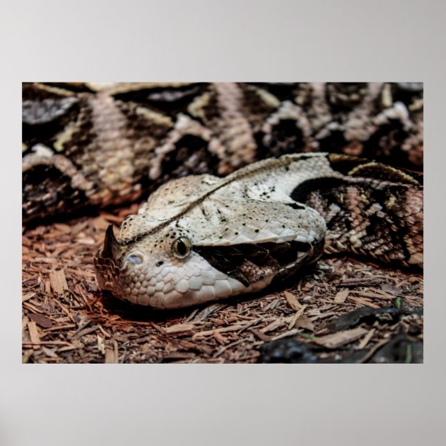 Gaboon Viper Snake Photo Poster (Front)