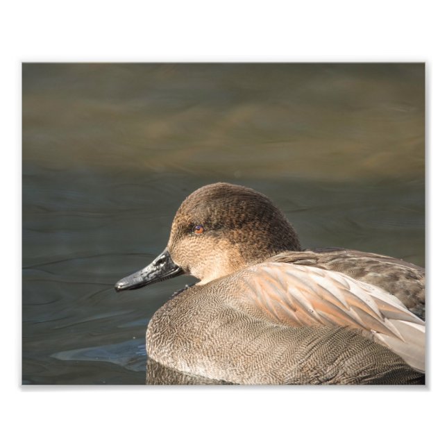 Gadwall Dabbling Duck  Photography Print (Front)