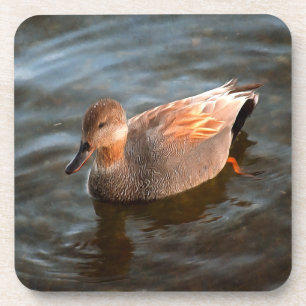 Gadwall Duck Drake on the Lake Coaster