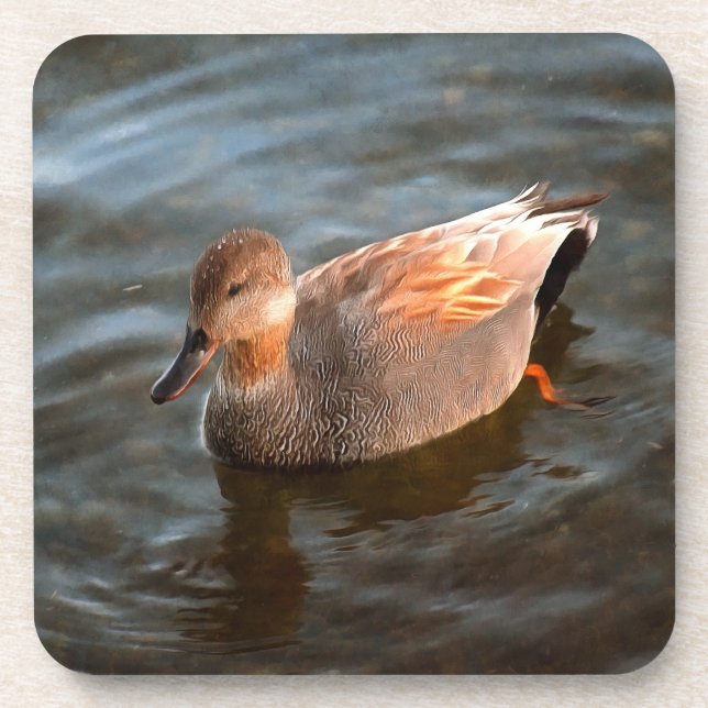 Gadwall Duck Drake on the Lake Coaster (Front)