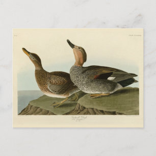 Gadwall Duck - John Audubon's Birds of America Postcard