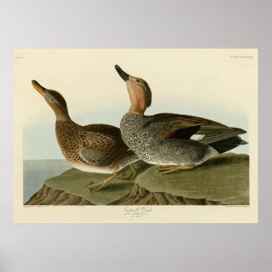 Gadwall Duck - John Audubon's Birds of America Poster