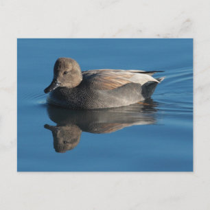 Gadwall Postcard