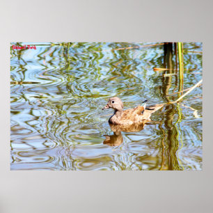 Gadwell Duck Poster