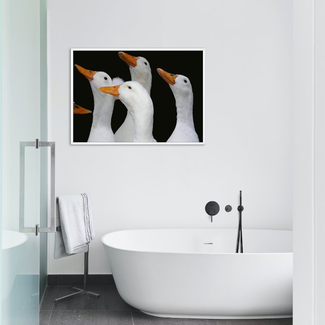 Gaggle of White Ducks Glossy Photographic Poster (In Situ)