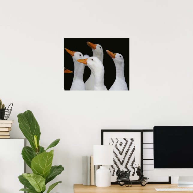 Gaggle of White Ducks Photographic Poster (Home Office)