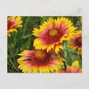 GAILARDIA ON THE PRAIRIE  - POSTCARD