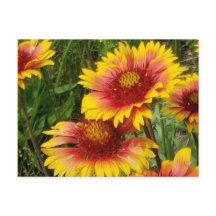 GAILARDIA ON THE PRAIRIE  - POSTCARD