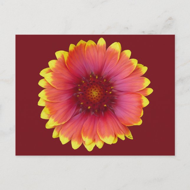 Gaillardia 1 postcard (Front)