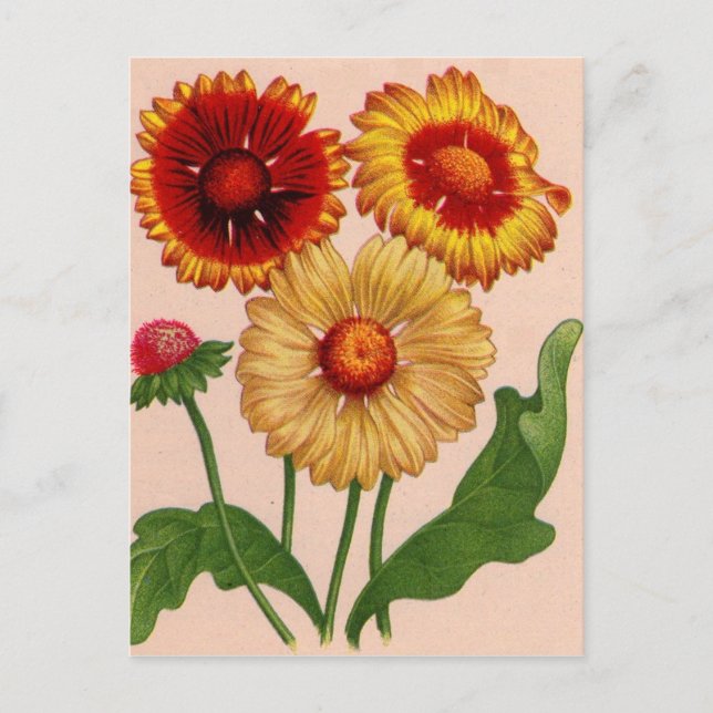 gaillardia gaillardias postcard (Front)