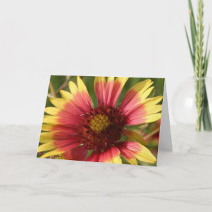 Gaillardia Greeting Card