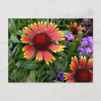 Gaillardia post card