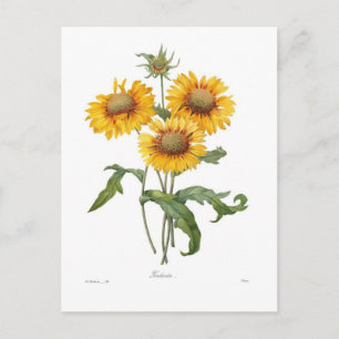 Gaillardia Postcard