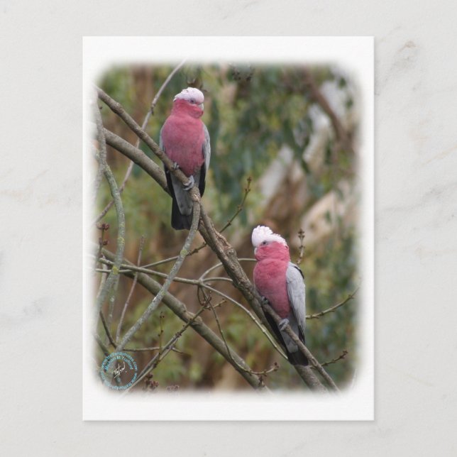 Galah 9Y209D-155 Postcard (Front)