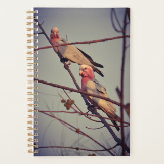 Galah birds in tree 1 planner