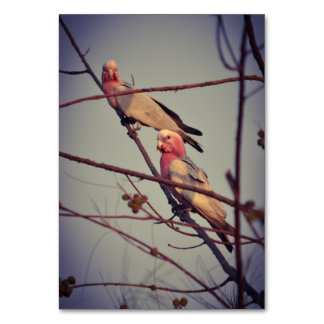 Galah birds in tree 1 table number
