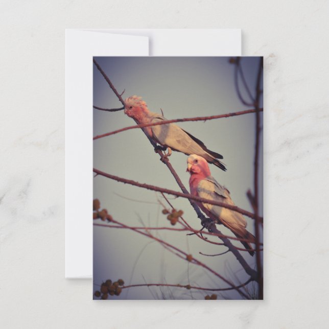 Galah birds in tree 2 (Front)