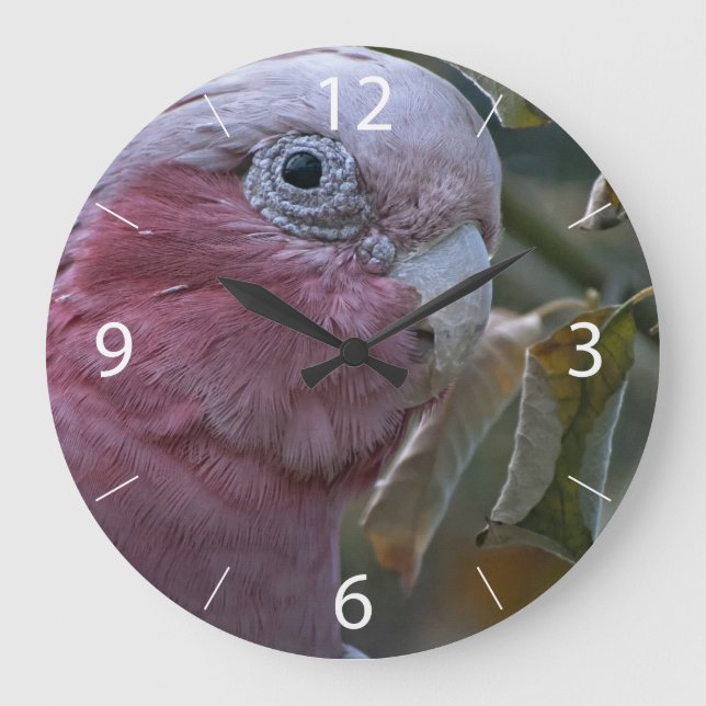 Galah Large Clock (Front)
