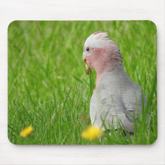 Galah Mousepad (Front)