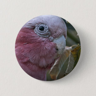 Galah or Rose-breasted Cockatoo 6 Cm Round Badge