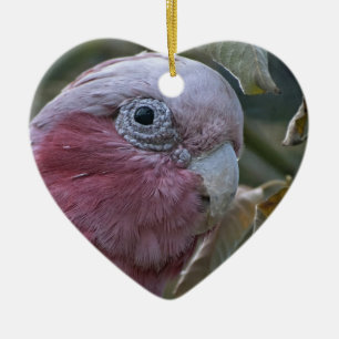 Galah or Rose-breasted Cockatoo Ceramic Ornament