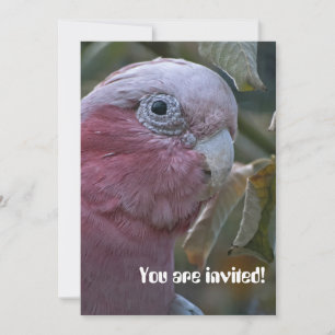 Galah or Rose-breasted Cockatoo Invitation