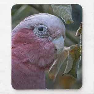 Galah or Rose-breasted Cockatoo Mouse Pad