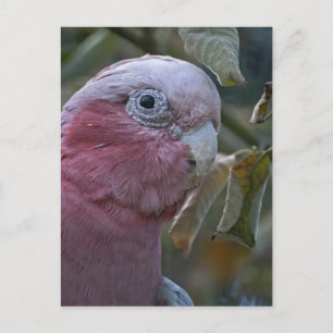 Galah or Rose-breasted Cockatoo Postcard