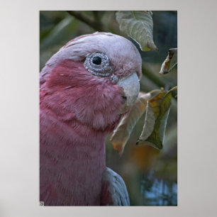 Galah or Rose-breasted Cockatoo Poster