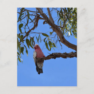 GALAH PINK IN A TREE RURAL QUEENSLAND AUSTRALIA POSTCARD