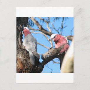 Galah Postcard